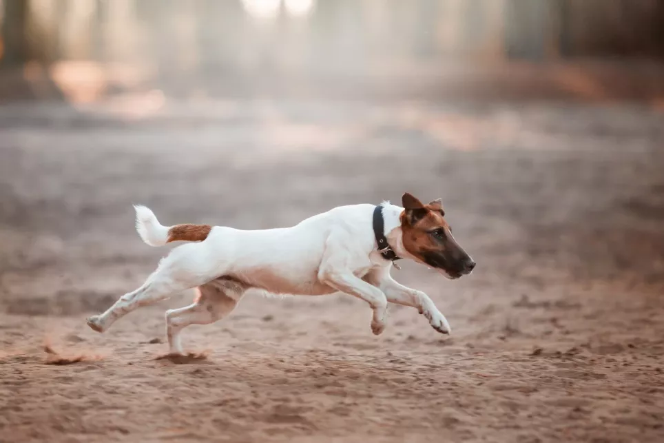 Glathåret Fox Terrier  i løb