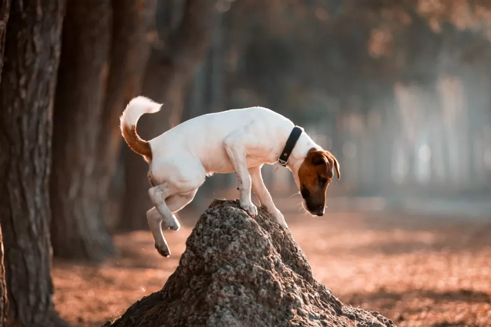 Glathåret Fox Terrier leger i skoven