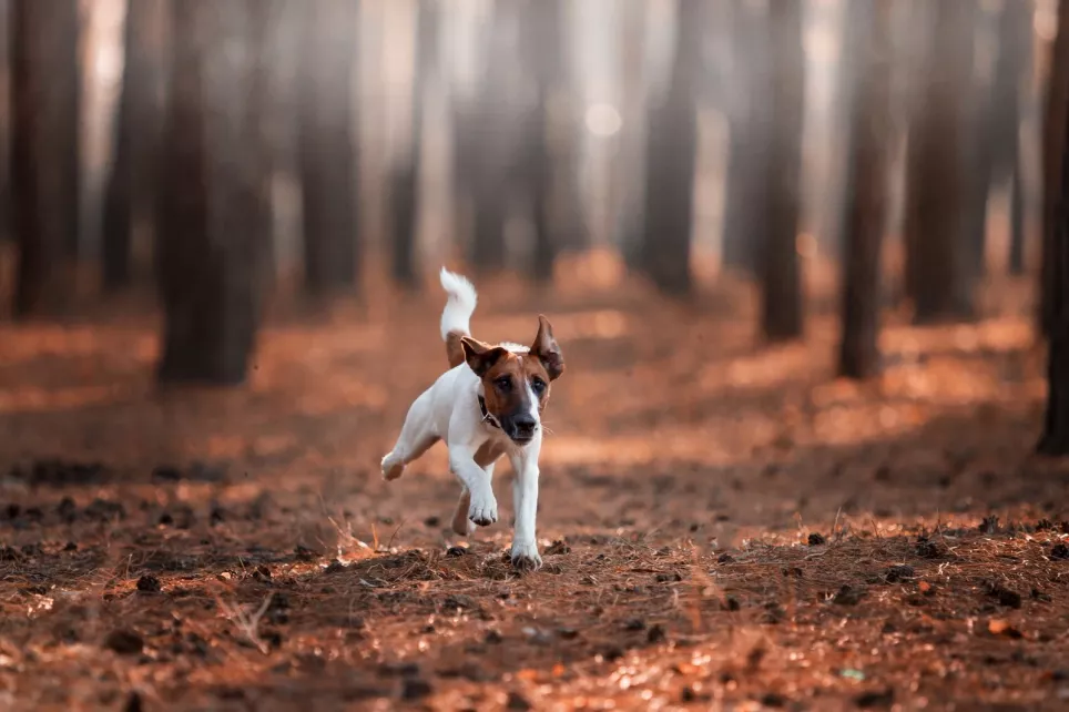Glathåret Fox Terrier løber i skoven