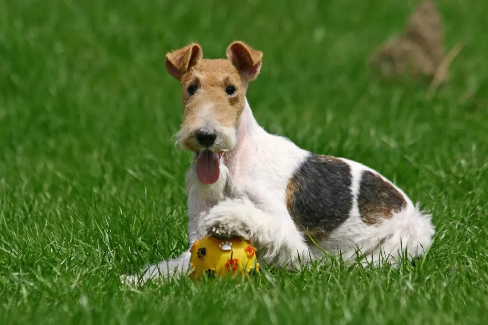 Ruhåret Fox Terrier leger med sin gule bold i haven